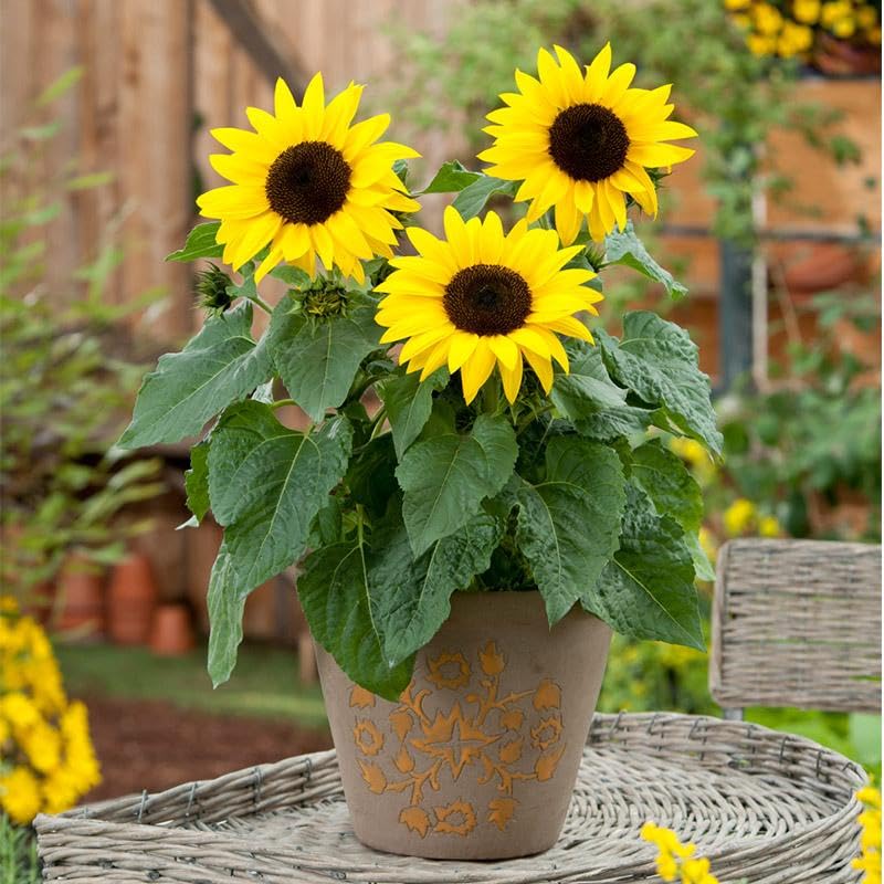 Heirloom Non-GMO Mini Sunflower Seeds for Planting – Dwarf Bright Blooms for Pots & Gardens