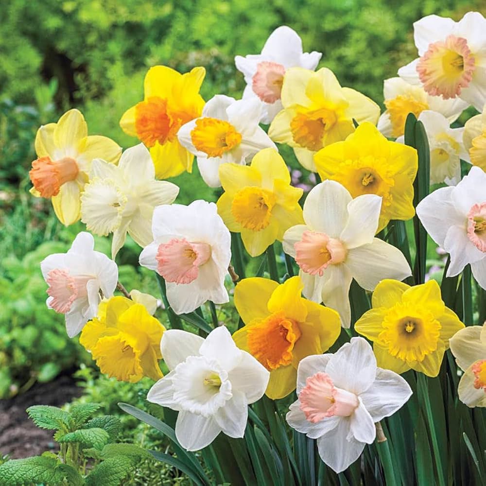 Mixed Daffodil bulbs for garden planting