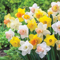 Mixed Daffodil bulbs for garden planting