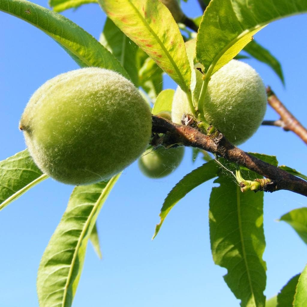 Green Peach Fruit Seeds for Planting - Grow Delicious and Juicy Peaches with a Twist, Heirloom Seeds