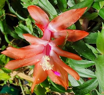 Christmas Cactus Flower Seeds for Planting - NON GMO Seeds for planting in home garden
