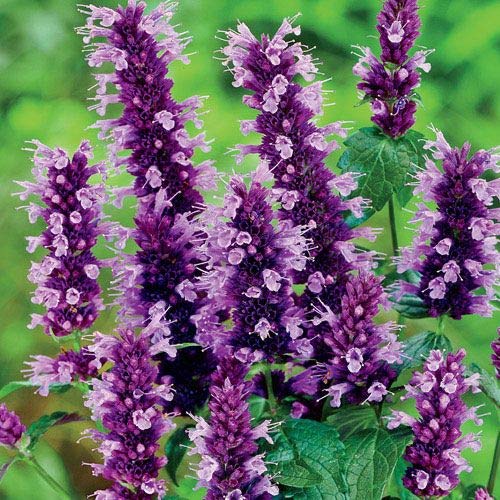 Purple Hyssop Plant Seeds for Aromatic and Medicinal Garden Use ? Fresh Herb for Your Garden