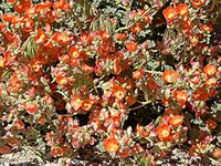 Orange Sphaeralcea Flower Seeds for Planting - 100 pcs