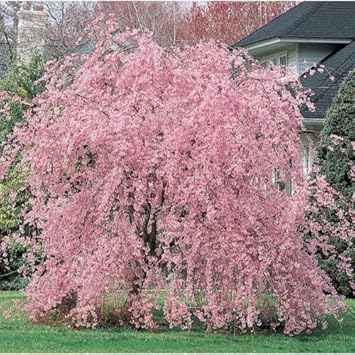 Baby Pink Weeping Forsythia Flower Seeds for Garden Planting