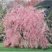 Baby Pink Weeping Forsythia Flower Seeds for Garden Planting