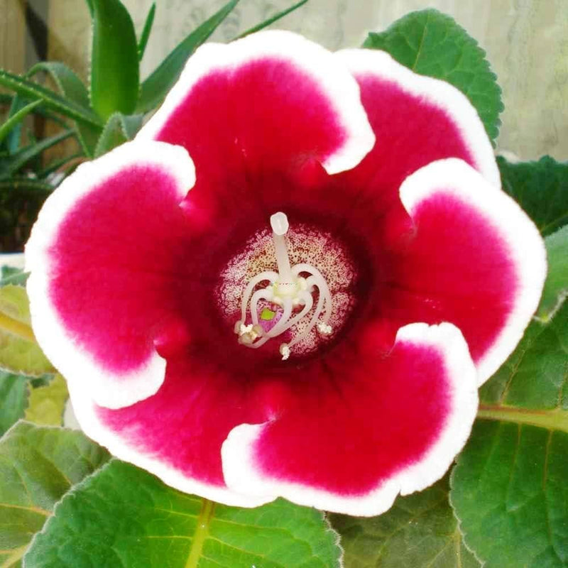 Red & Purple Gloxinia Heirloom Non-GMO Seeds for Planting