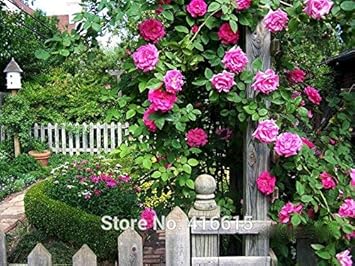 100 Pcs