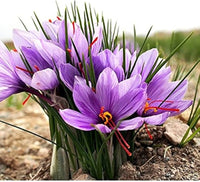 Heirloom Non-GMO Hatsuga Saffron Crocus Mixed Flower Seeds for Garden Planting – Aromatic Rare Blooms for planting in your garden.