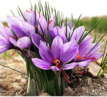 Heirloom Non-GMO Hatsuga Saffron Crocus Mixed Flower Seeds for Garden Planting – Aromatic Rare Blooms for planting in your garden.