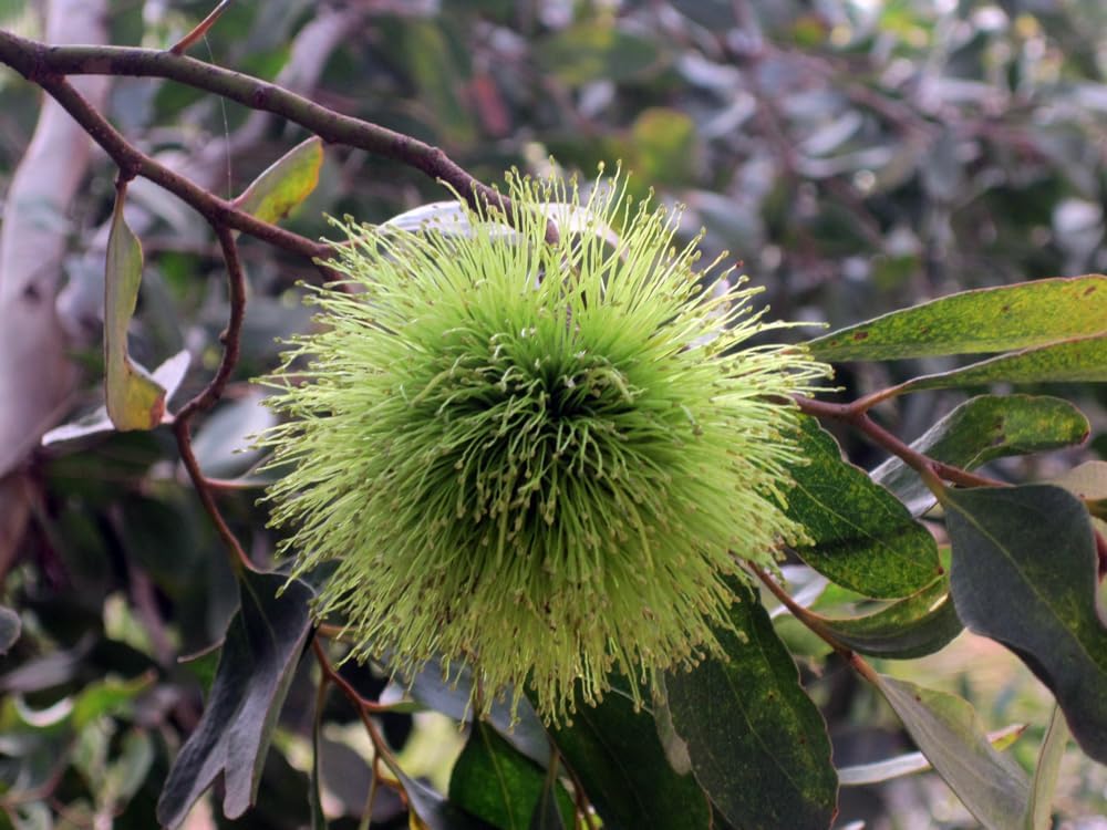 Eucalyptus Lehmannii Flower Seeds for Planting -Heirloom & Non-GMO Seeds for planting - Lehmannii for planting in home garden