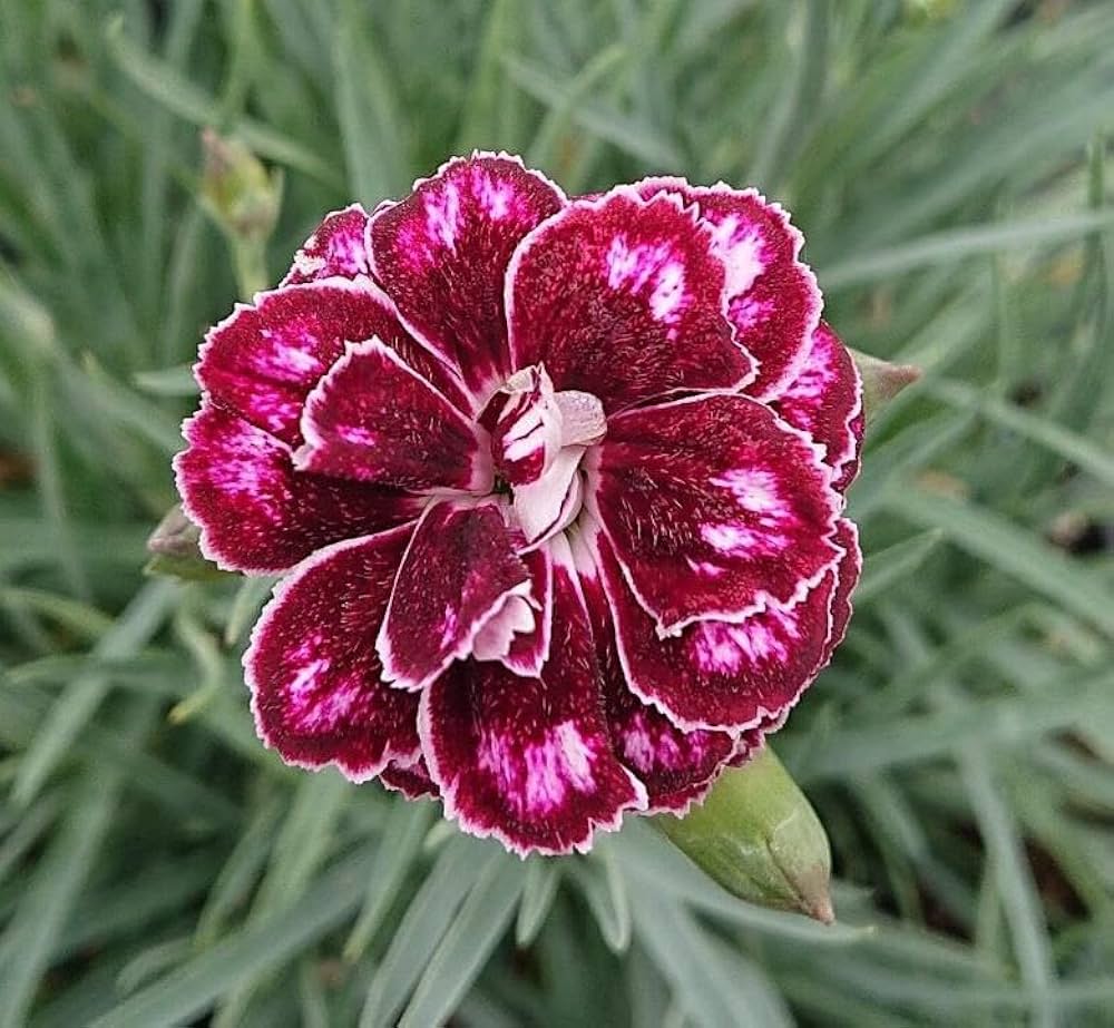 Burgundy White Dianthus Flower Seeds – Heirloom Non-GMO Blooms for Fragrant Garden Edges