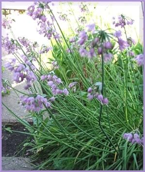 Heirloom (Heirloom scientific name) for planting in garden