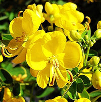 Semen Cassiae Flower Seeds for Planting Herbal Blooming Seeds, Medicinal Ornamental Plant