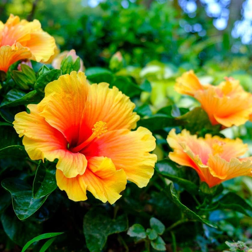 Heirloom Non-GMO Hibiscus Flower Seeds for Planting for planting in home garden