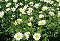 White Paludosum Flower Seeds for Planting 100 pcs seeds for planting in home garden