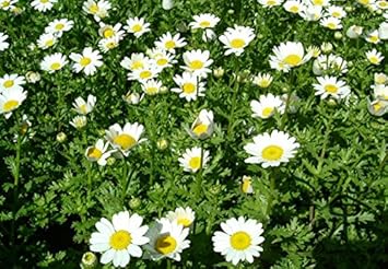 White Paludosum Flower Seeds for Planting 100 pcs seeds for planting in home garden
