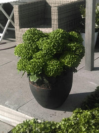 Dark Green Hydrangea Flower Planting Seeds for Garden NON GMO Seeds