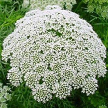White Bishops Flower Seeds for Planting, 100 pcs