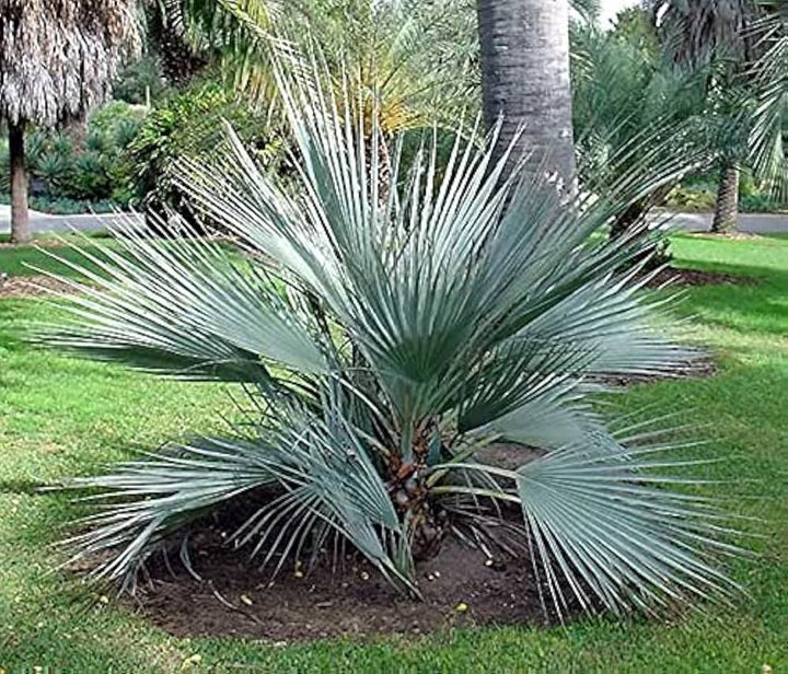 Green Nannorrhops Ritchiana Plant Seeds for Planting - NON GMO Seeds
