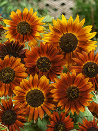 Yellow and Red Sunflower Seeds for Planting – Vibrant Bi-Color Blooms for Garden or Landscape