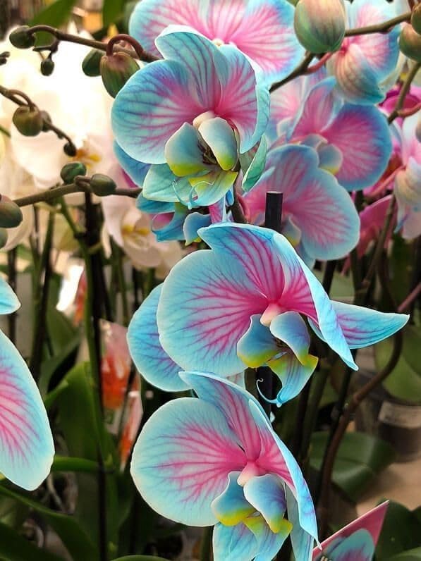 Heirloom Rainbow Phalaenopsis Orchid Flower Seeds for Planting ƒ?? Non-GMO, Exotic Indoor Blooms