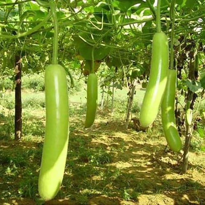 Green Bottlegourd Vegetable Seeds for Planting - Heirloom & Non-GMO Seeds for Beautiful Home Garden