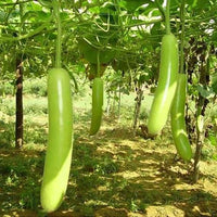 Green Bottlegourd Vegetable Seeds for Planting - Heirloom & Non-GMO Seeds for Beautiful Home Garden