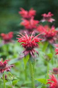 Monarda Flower Seeds for Planting, Mixed Panorama, 100 pcs