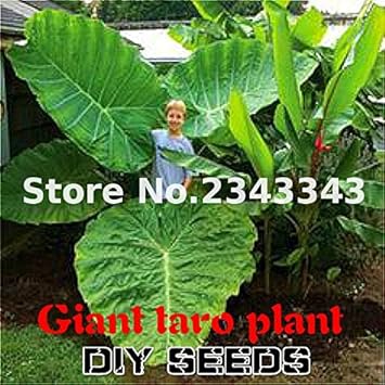 Heirloom Green Alocasia Plant Seeds, Non-GMO Decorative Foliage for Planting