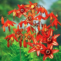 Coral Drops Flower Seeds Orange for Planting - 100 pcs