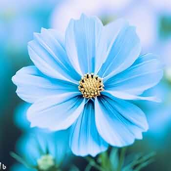 Blue Cosmos Flower Seeds for Planting – Vibrant Blooms, Non-GMO, Heirloom Quality