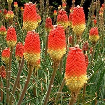 Flower (Flower scientific name) for planting in garden