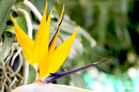 Strelitzia Flower Seeds in Yellow for Planting - 100 pcs for planting in your garden.
