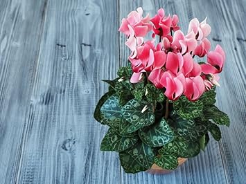 Heirloom Pale Pink Cyclamen Flower Seeds for Planting, Non-GMO
