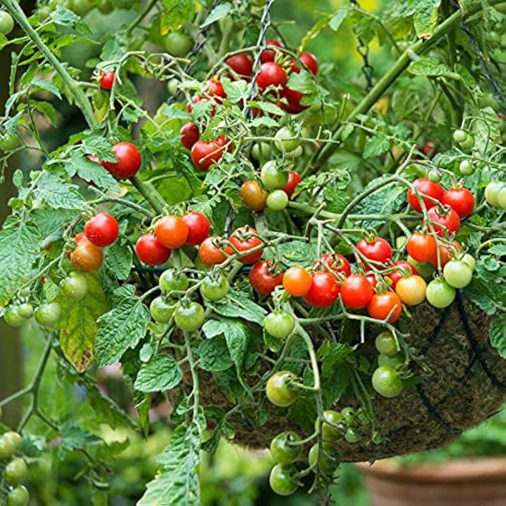 Rosalita Cherry Tomato Vegetable Seeds