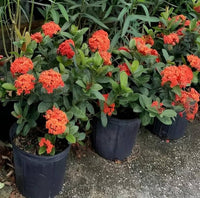 Ixora Flower Seeds for Planting - NON GMO Seeds
