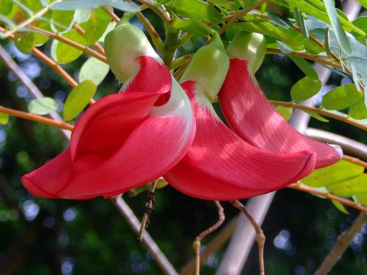 Sesbania Grandiflora Flower Seeds, Heirloom, Non-GMO Seeds for Planting