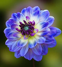Yellow Blue Dahlia Flower Seeds â€“ Heirloom Non-GMO Seeds for Garden Planting