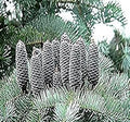 Concolor (Concolor scientific name) for planting in garden