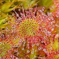 Green Hardy Sundew Plant Seeds for Planting - NON GMO Seeds