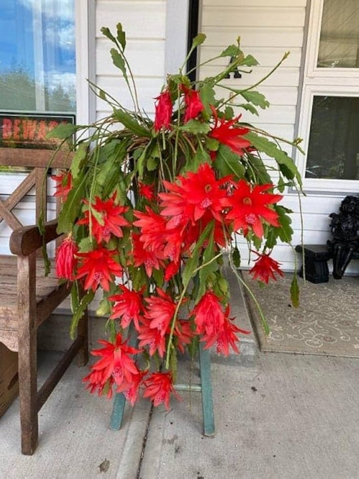 Epiphyllum Flower Seeds for Planting, Red Nightblooming, 100 pcs