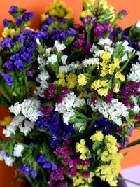 Organic Limonium Sinuatum Flower Seeds for Planting ƒ?? Heirloom, Non-GMO
