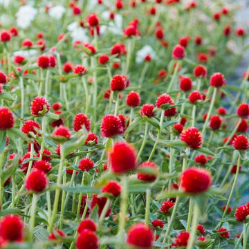 Heirloom Gomphrena Seeds – Non-GMO Flower Seeds for Planting - Gomphrena for planting in home garden