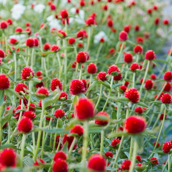 Heirloom Gomphrena Seeds – Non-GMO Flower Seeds for Planting - Gomphrena for planting in home garden