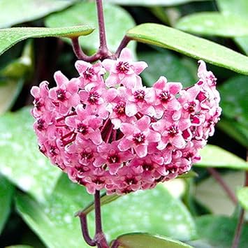 Non-GMO (Non-GMO scientific name) for planting in garden