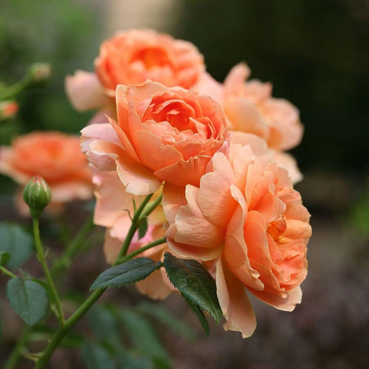 Orange Miniature Rose Heirloom Non-GMO Seeds for Planting – Vibrant Color