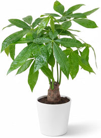 Green Money Tree Seeds for Planting – Heirloom Non-GMO Ornamental Tree Seeds for Home Gardens, Indoor Pots & Container Growing