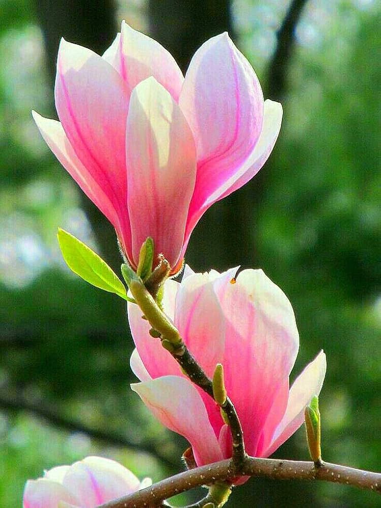 Baby Pink Yulan Flower Seeds for Planting, Fresh, NON GMO Seeds
