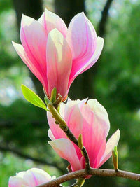 Baby Pink Yulan Flower Seeds for Planting, Fresh, NON GMO Seeds
