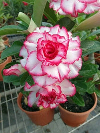 Pink White Adenium Obesum Flower Seeds for Planting - NON GMO Seeds